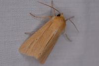 Mythimna pallens