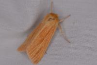 Mythimna pallens