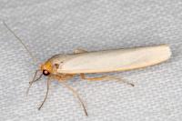 Eilema caniola