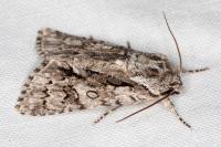 Acronicta auricoma