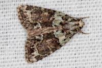 Cryphia algae