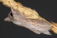 Cucullia umbratica