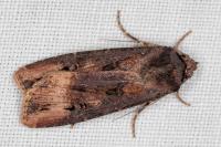 Agrotis ipsilon
