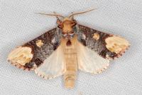 Phalera bucephaloides