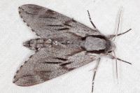 Hyloicus maurorum