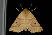 Crocallis elinguaria
