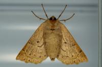 Crocallis elinguaria