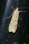 Nomophila noctuella
