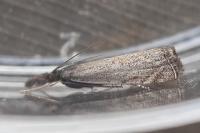 Platytes cerussella