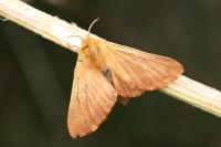Malacosoma alpicola