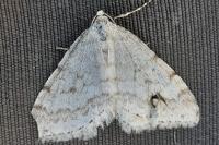 Mesotype verberata
