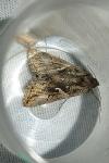 Autographa gamma