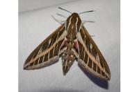 Hyles livornica