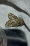 Mamestra brassicae