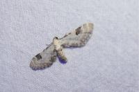 Eupithecia centaureata