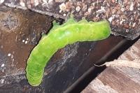 Phlogophora meticulosa