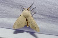 Spilarctia lutea