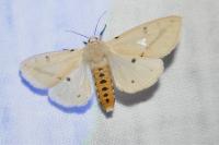 Spilarctia lutea