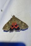 Catocala nupta