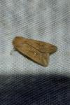 Mythimna albipuncta