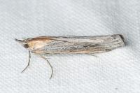 Epischnia ampliatella