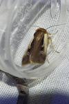 Ochropleura plecta