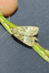 Mesoligia furuncula