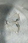 Cataclysta lemnata