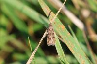 Nomophila noctuella
