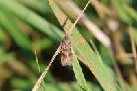 Nomophila noctuella