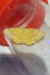 Camptogramma bilineata