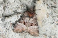 Litoligia literosa