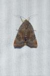 Noctua janthe/janthina