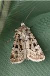 Chersotis multangula