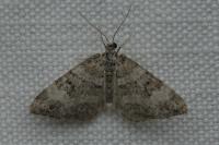 Perizoma minorata