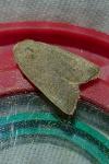 Hoplodrina ambigua