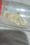 Patania ruralis