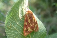 Arctia testudinaria