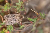 Agrotis mayrorum