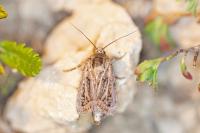 Agrotis mayrorum