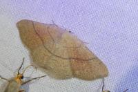Cyclophora suppunctaria