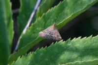 Pyrausta despicata
