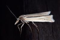 Ancylolomia tentaculella