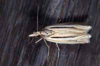 Ancylolomia tentaculella