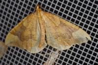 Eulithis populata