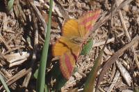 Lythria cruentaria