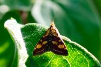 Pyrausta purpuralis