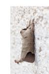 Clostera curtula