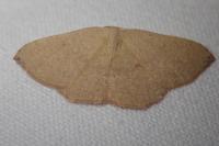 Cyclophora puppillaria