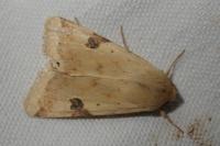 Heliothis peltigera